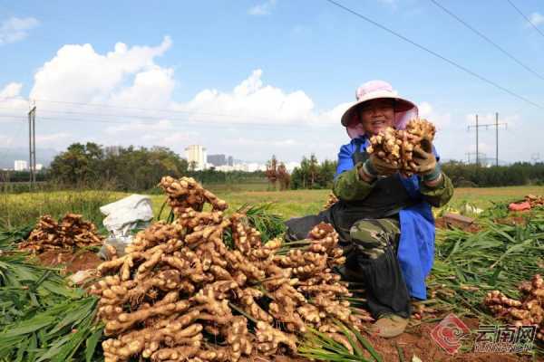 云南生姜最新价格动态与影响因素深度解析