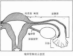 通草的功效与作用能通输卵管堵塞,实地评估说明_Notebook60.346