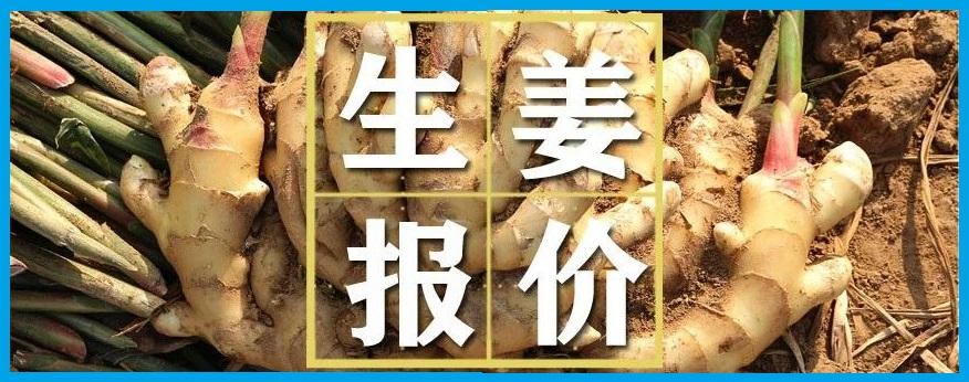 生姜最新价格动态解析报告