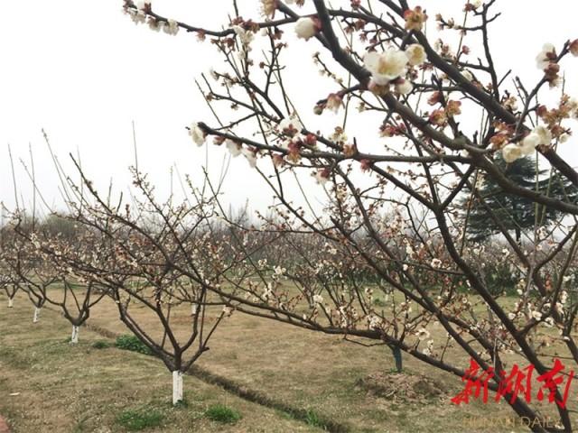 安乡县水利局新项目推动水利建设助力地方发展进程