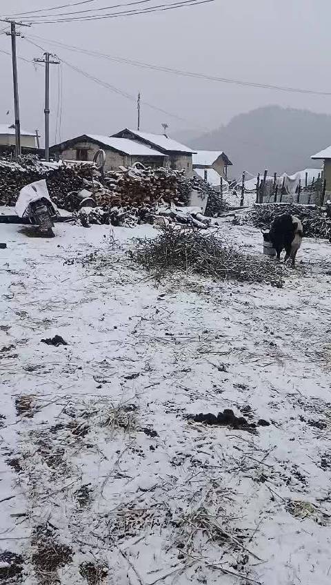 雪布村最新天气预报通知