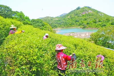 东径茶场创新引领，开启茶产业新篇章的最新报道