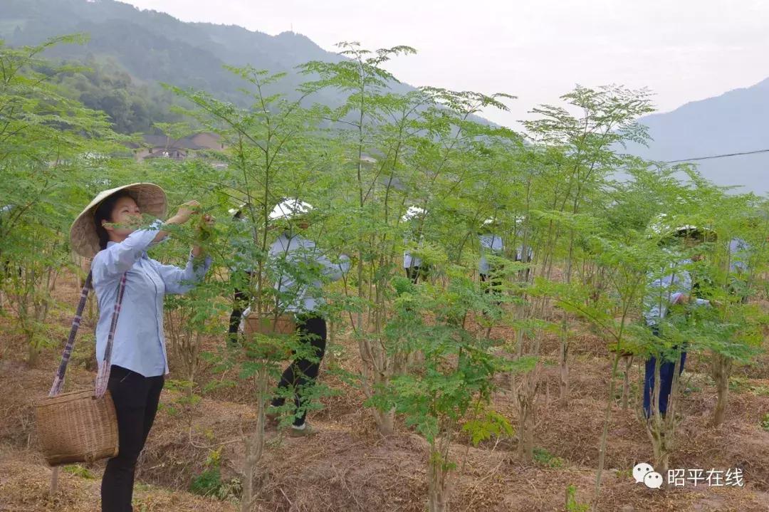 仙回瑶族乡发展规划揭秘，走向繁荣与和谐共融的未来之路